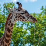 如何在九州体育平台上获取更高的投注回报 12064f