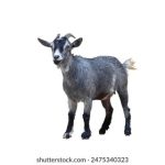 如何在AG九游中获得更高的游戏胜率与乐趣 bvkw7