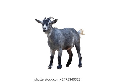 如何在AG九游中获得更高的游戏胜率与乐趣 如何在AG九游中获得更高的游戏胜率与乐趣