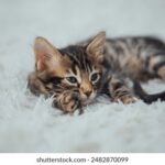 18117期大乐透开奖结果揭晓:幸运号码正式公布 73bjl