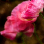 18106期大乐透开奖结果公布:最新中奖号码震撼揭晓 sm530g9j5d